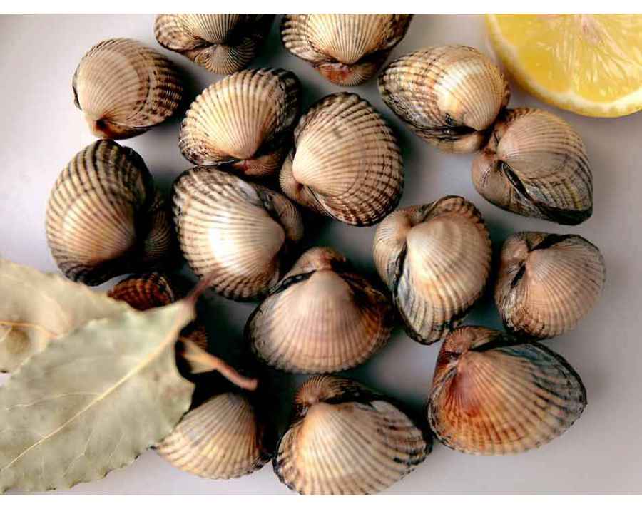 Coques de Galice. Acheter des Fruits de Mer à domicile