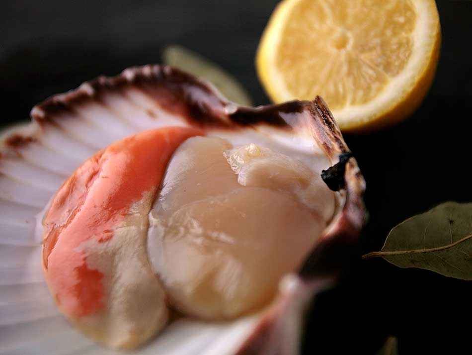 coquilles saint-jaques