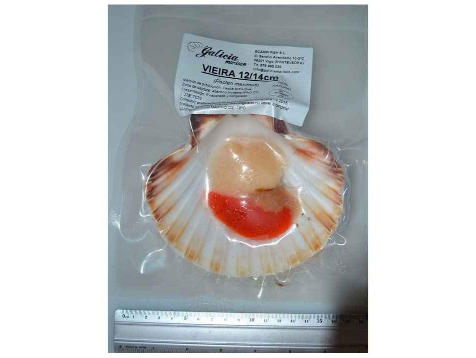coquilles saint-jaques