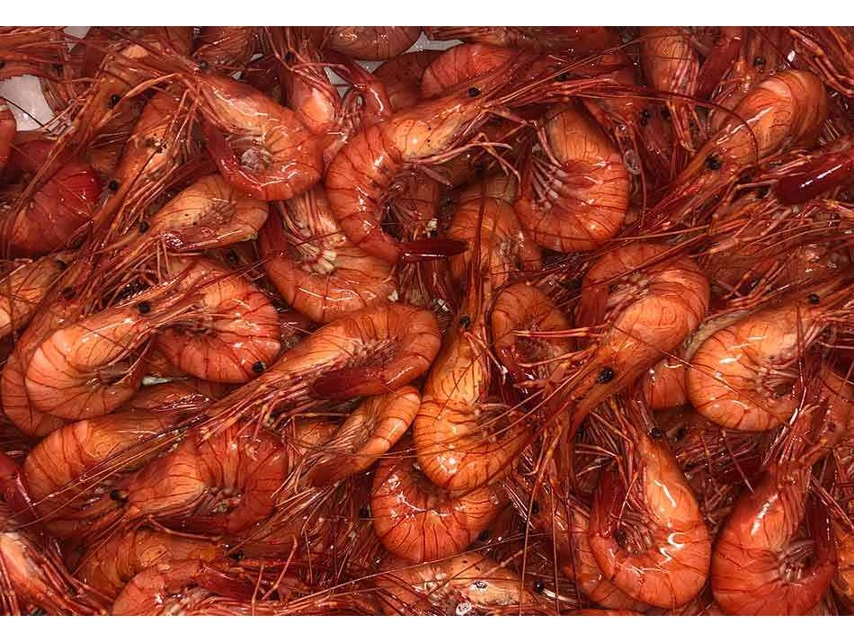 Crevettes de Galice