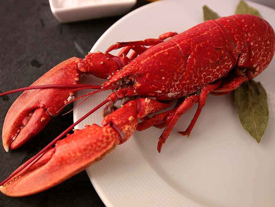 Homard Bleu Galice Cuit