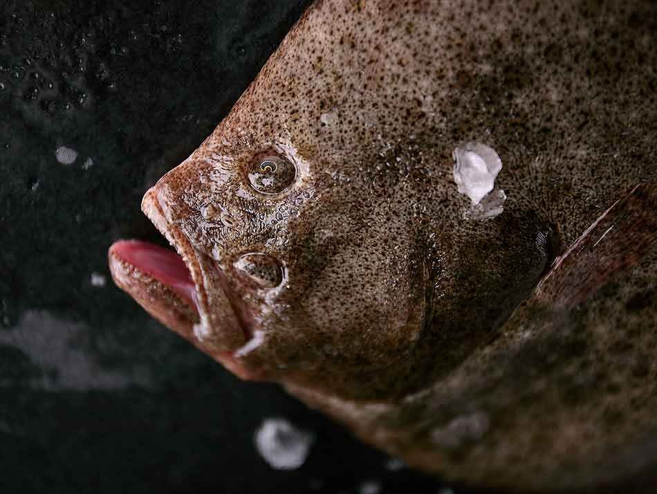 Turbot Sauvage