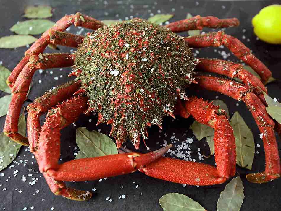 Araignée de mer de Galice