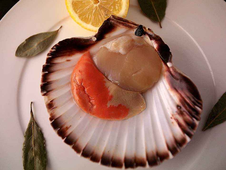 Coquilles Saint-Jacques