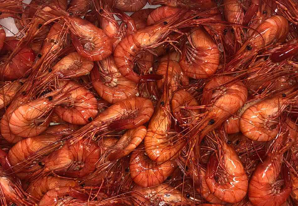 Crevettes de Galice