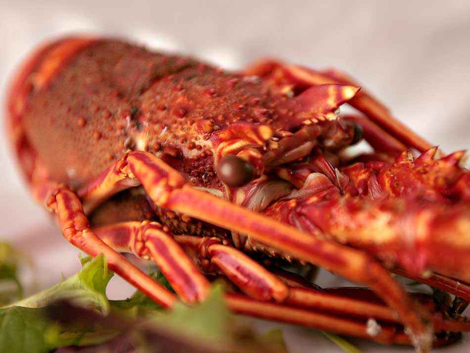 Langouste Royale