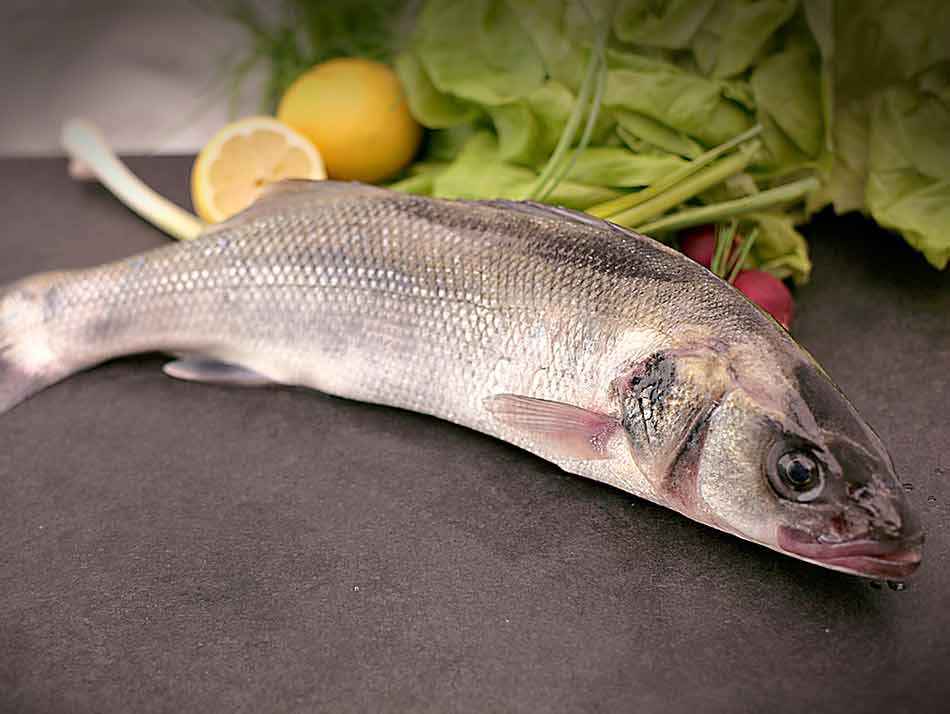 Bar Sauvage d'Espagne